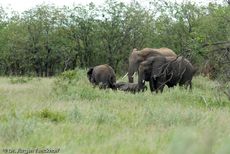 Afrikanischer Elefant (125 von 131).jpg